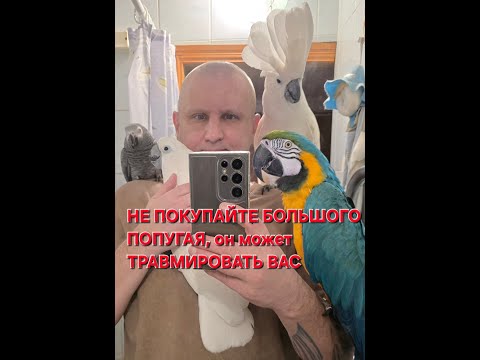 Видео: НЕ ПОКУПАЙТЕ БОЛЬШОГО ПОПУГАЯ, он может ТРАВМИРОВАТЬ ВАС