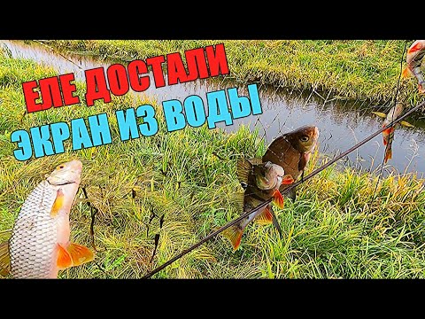 Видео: ЭКРАНЫ СНОВА ТРЕЩАЛИ ОТ РЫБЫ