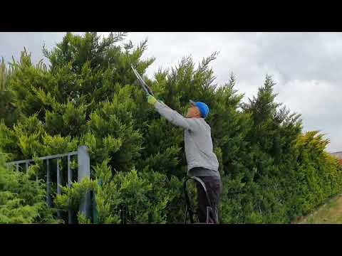Видео: Купрессоціпаріс лейланда, кардінальна обрізка.