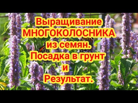 Видео: Выращивание МНОГОКОЛОСНИКА МЕКСИКАНСКОГО из семян