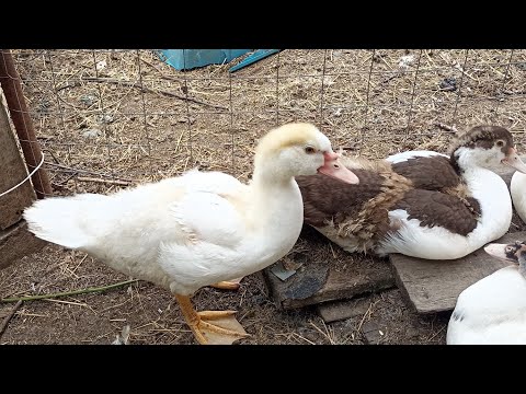 Видео: Сельские будни// Утята хулиганят в огороде//Стряпаю пирог с творогом и сыром.
