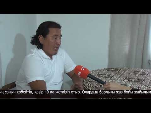 Видео: Есіл ауданында Ираннан келген қандас өз кәсібін дөңгелетіп отыр