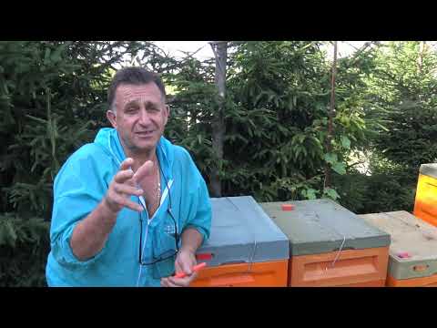 Видео: Карника VT (варроа толерантная) от Дениса Гребе   Германия