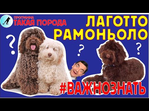 Видео: Такая порода. Лаготто-романьоло