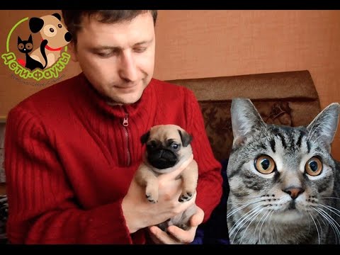 Видео: Эклампсия у собак. Судороги у собаки после родов