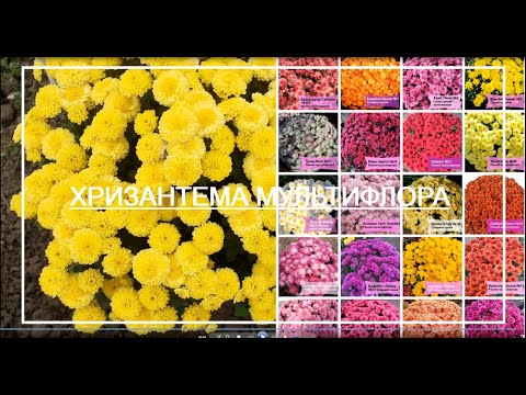 Видео: Ранняя хризантема мультифлора ЯРКИЕ ШАРЫ. Каталог (часть1)
