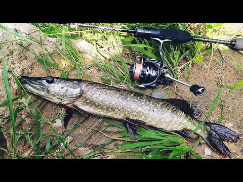 Видео: РЫБАЛКА НА МИКРОДЖИГ. FARIO 0.5-7. Ловля окуня и щуки на спиннинг. Ультралайт. СЕЗОН РЫБАЛКИ.