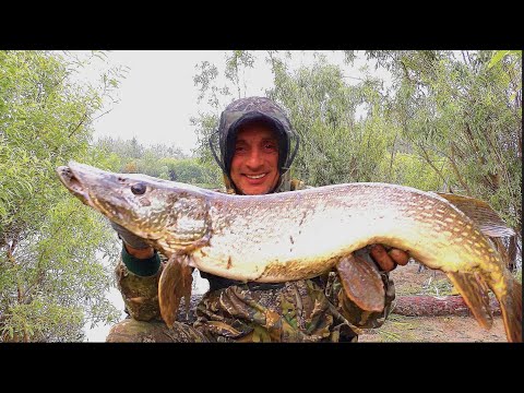 Видео: СУМАСШЕДШИЕ АТАКИ НА ЛЯГУШКУ. Рыбалка на поверхностные приманки. Якутия.