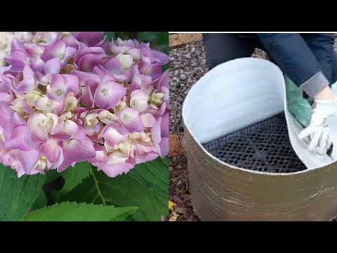 Видео: Укрываем крупнолистную гортензию правильно.#гортензиякрупнолистная#укрытиегортензии#гортензия
