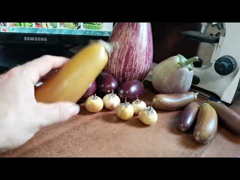 Видео: И чего ЭТИ БАКЛАЖАНЫ такие ГОРЬКИЕ?