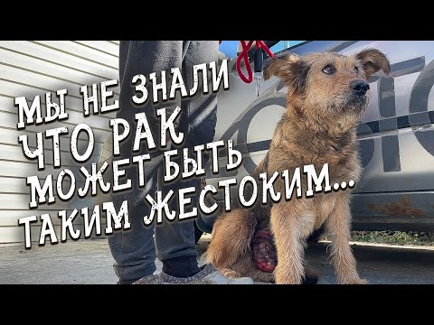 Видео: Спасение животных / У собаки опухоль весом 2кг