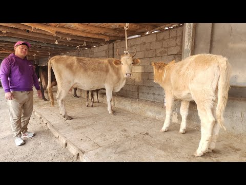 Видео: ONA BOLA BOGOZ SIGIRLAR SOTILADI ☎️902052128  ноября 2025 г. Она бола богоз сигирлар сотилади