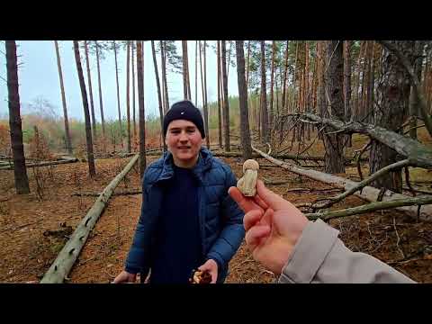 Видео: 9 ноября 2025 г. Сколько собрали грибов?)