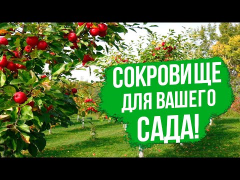 Видео: Эти плодовые деревья - СОКРОВИЩЕ для вашего сада!