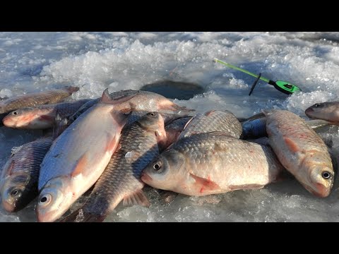 Видео: КАРАСИ ПОДНИМАЮТ КИВКИ!! Зимняя Рыбалка по Последнему Льду