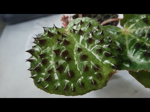 Видео: Бегония Меланобулата. Пересадка, отделение от материнского листа.