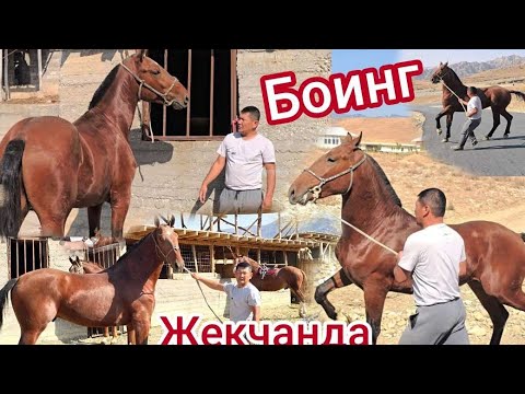 Видео: Пай Паай Папанда Боинг 1,70см