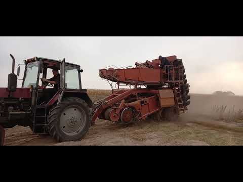 Видео: Уборка и сортировка картофеля 2020