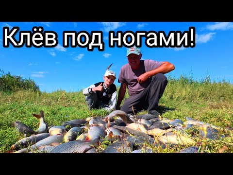 Видео: Рыбалка мечты: две удочки, дикая река и безумный клёв! Это не забудешь!🎣