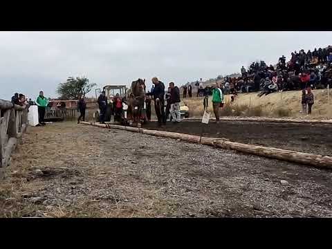 Видео: Конно състезание гр. Разлог кон Хектор 2018