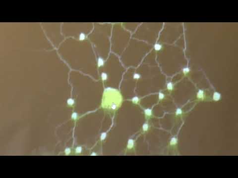 Видео: Твердислов В. А. - Основы биофизики и экологии - Лекция 3