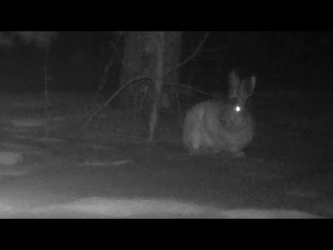 Видео: Заяц!