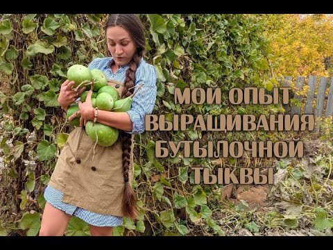 Видео: Выращивание лагенарии из семян. Мой опыт. Идеи использования бутылочной тыквы