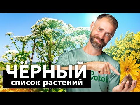 Видео: 7 РАСТЕНИЙ-АГРЕССОРОВ, которые захватят ваш сад со скоростью света! Проверьте не растут ли у вас