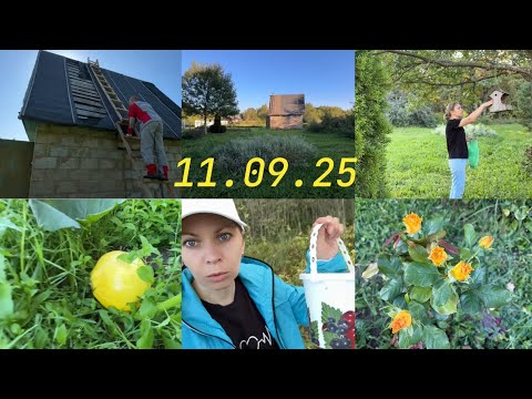 Видео: ДАЧА 11.09.2025 / ПОДЛАТАЛИ КРЫШУ