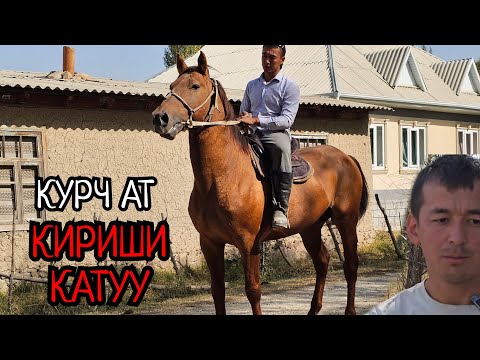 Видео: Жалал-Абаддан келген ТОБУНА ЖООП АТ