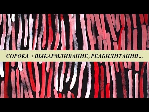 Видео: Птенцы сорок.  Выкармливание сорочат, выпуск в природу, признаки болезней, методы реабилитации.
