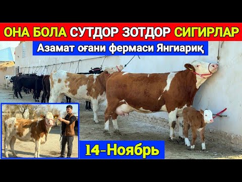 Видео: ОНА-БОЛА СУТДОР ЗОТДОР БЎҒОЗ СИГИРЛАР ЗЎРЛАРИ Азамат оғани фермаси Янгиариқ 2025 г.