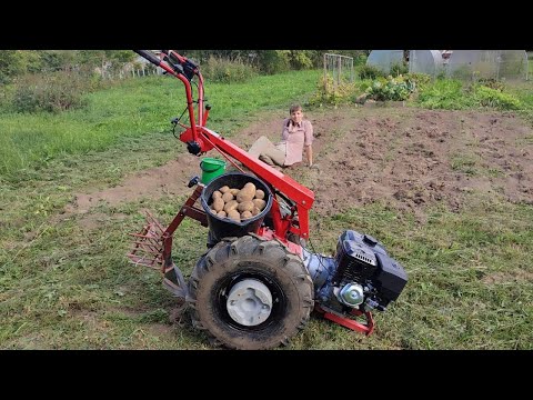 Видео: Копаем картошку мотоблоком МТЗ.Самодельная копалка для всех нужд.Решили отдохнуть в лесу.