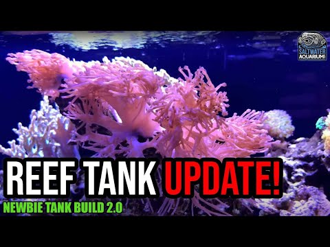 Видео: Борьба с водорослями-динозаврами в моём новом аквариуме + трёхлетние новости о рифе и накопленный...