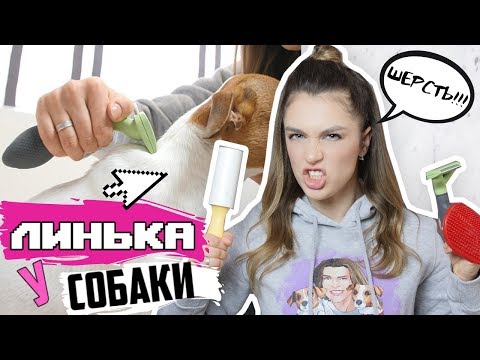 Видео: ЛИНЬКА У СОБАКИ | КАК С НЕЙ БОРОТЬСЯ? Причины, уход, витамины, инструменты для вычесывания шерсти