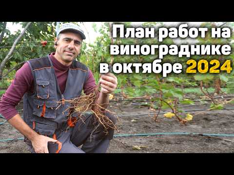 Видео: План работ на винограднике в Октябре- 2024 🍁