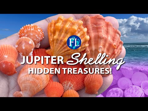 Видео: Скрытые сокровища на острове Юпитер 🐚