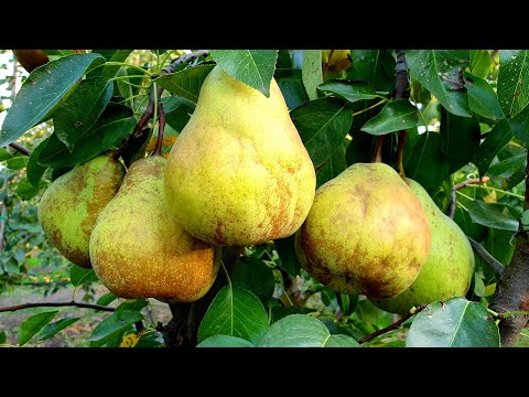 Видео: ГРУША ГЕНЕРАЛ ЛЕКЛЕРК