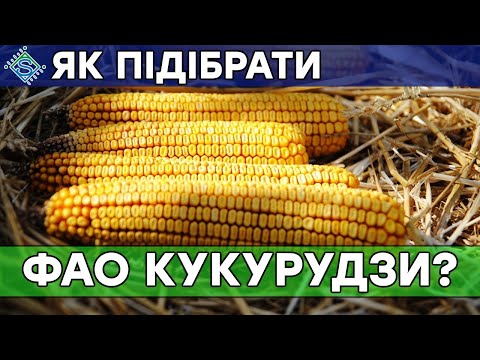 Видео: ФАО кукурудзи: який гібрид обрати/ СуперАгроном