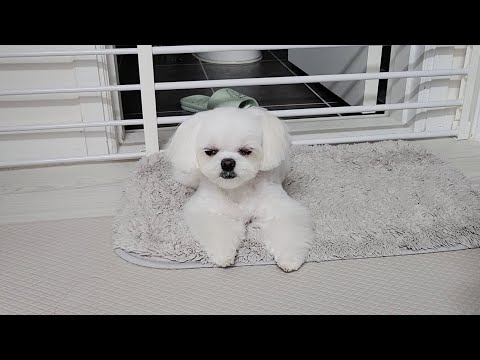 Видео: Щенок, потерявший выносливость после косметологии