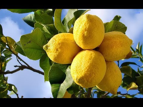 Видео: ЛИМОН КУЧАТИНИ ЗЕЛЁНЫЙ ОБРЕЗКА КИЛИШ