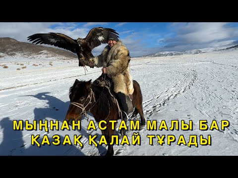 Видео: БҮРКІТ ТӨСЕККЕ ТЫШСА НЕ БОЛАДЫ | МОҢҒОЛ ҚАЗАҚТАРЫ | БҮРКІТШІНІҢ ӨМІРІ