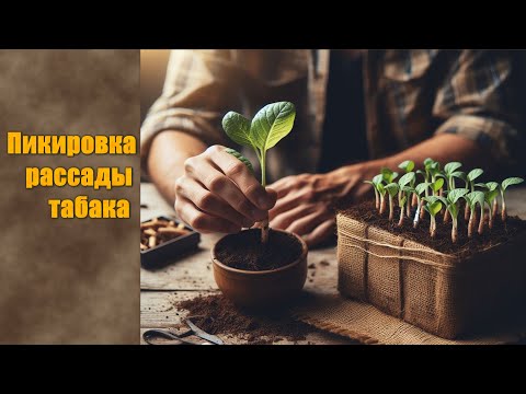 Видео: Уход за рассадой табака: пикировка