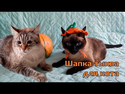 Видео: Шапка-тыква для кота