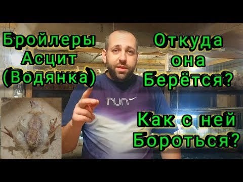 Видео: Асцит (Водянка) у Бройлеров! Откуда она Берется? Как с ней Бороться?