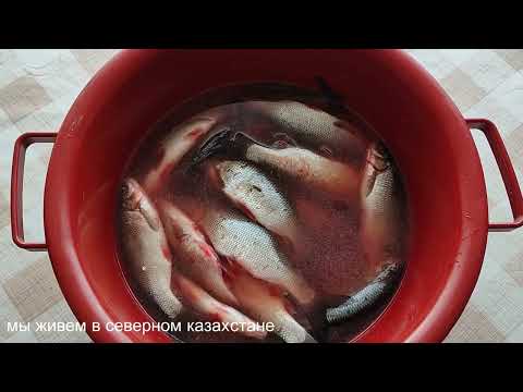 Видео: Рыбные консервы в автоклаве. Чебак в масле и томатном соусе.