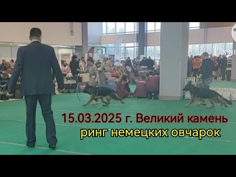 Видео: Выставка собак 15.03.25 г. Ринг немецких овчарок
