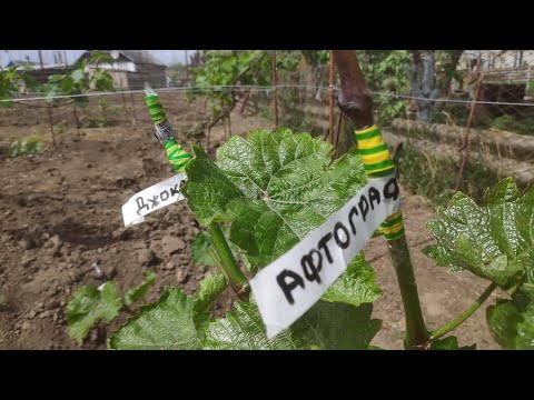 Видео: Прививка винограда черным в зеленое