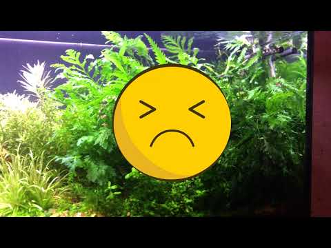 Видео: Недоствток калия . Как выглядят растениия в аквариуме