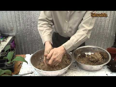 Видео: Пересадка стрептокарпусов в субстрат для орхидей.  Сорт DS-Золотой Ключик.